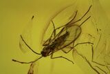 Two Fossil Flies (Diptera) In Baltic Amber #109384-2